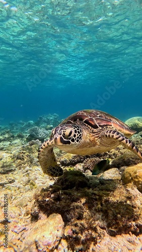 Close-up to a sleepy looking green sea turtle (Chelonia mydas) leisurely swimming among diverse coral colonies in a bustling coral reef in clear bright water. Dauin, Philippines
