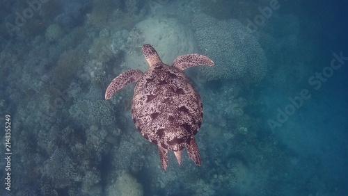 Overhead view of a green sea turtle (Chelonia mydas) swimming over a coral reef in hazy blue water creating a dreamy magical underwater scene. Dauin, Philippines