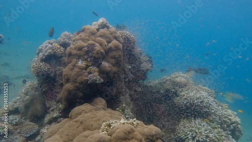 Dreamy scene of thousands of fish hatchlings around a coral mound during the spawning and breeding season, showcasing a vibrant marine ecosystem. Dauin, Philippines
