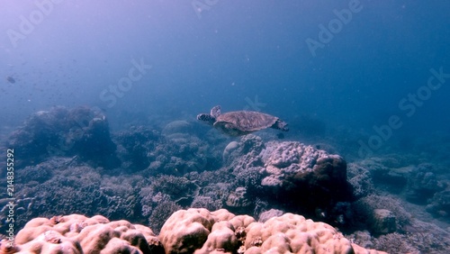 Graceful green sea turtle (Chelonia mydas) gliding over coral reef in hazy plankton rich water, creating a mystical dreamy underwater scene. Dauin, Philippines