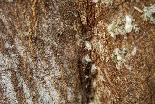 Closeup texture of tree bark. Pattern of natural brown tree bark background. Rough surface of trunk. Dirt skin of old maple wood trunk