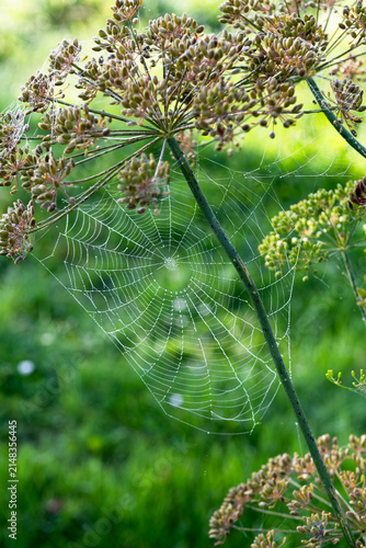 Fotografie Spider webs in early morning in garden, autumn time, spiderwebs spun around dill