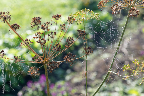 Canvastavla Spider webs in early morning in garden, autumn time, spiderwebs spun around dill