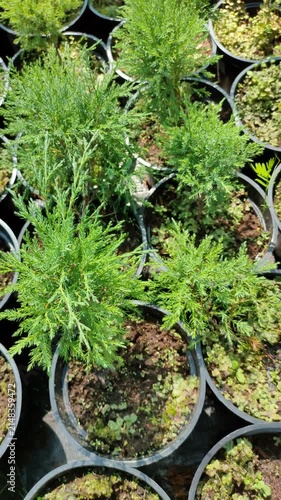 Camera slowly pans overhead across potted evergreen seedlings arranged at a plant nursery outdoor garden. Concept of forestry, botany, gardening, plant propagation and commercial agriculture.
