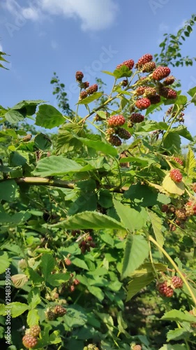 Low-angle outdoor scene with unripe blackberry clusters on thorny bramble canes beneath clear blue sky, showing natural garden growth, glossy fruit surfaces, serrated leaves, and bright daylight
