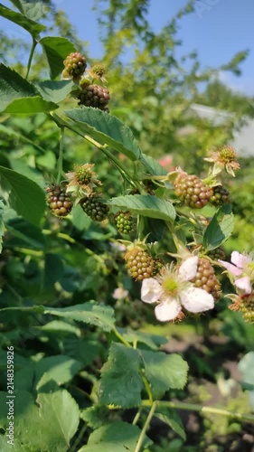 Close-up view of unripe blackberry clusters with pale pink blossoms in sunlit hedgerow, showing ripening stages, serrated leaves, textured stems, and natural outdoor botanical detail