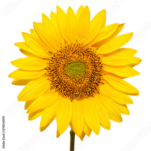 Sunflower head isolated on white background. Sun symbol. Flowers yellow, agriculture. Seeds and oil. Flat lay, top view. Bio. Eco. Creative