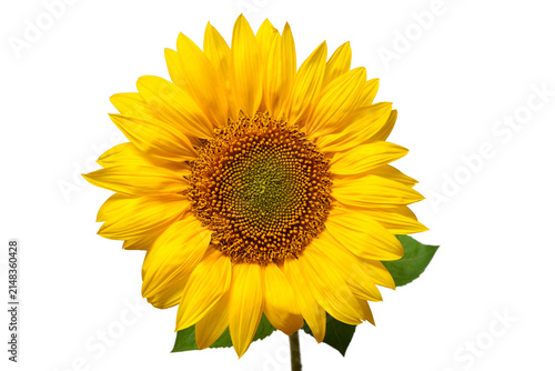 Sunflower head isolated on white background. Sun symbol. Flowers yellow, agriculture. Seeds and oil. Flat lay, top view. Bio. Eco. Creative