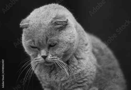 Bild auf Leinwand A close-up black-and-white portrait of a Scottish Fold cat with folded ears and plush, dense fur