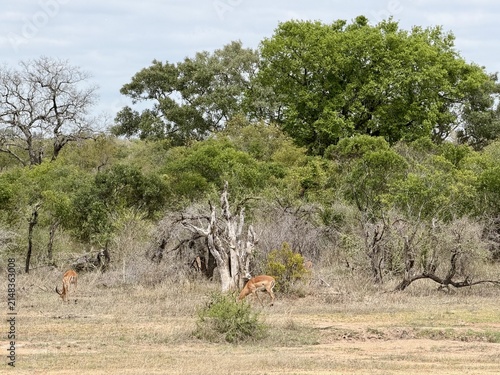 Obraz na płótnie Two impalas grazing in bushveld at Kruger National Park, Mpumalanga, South Afric