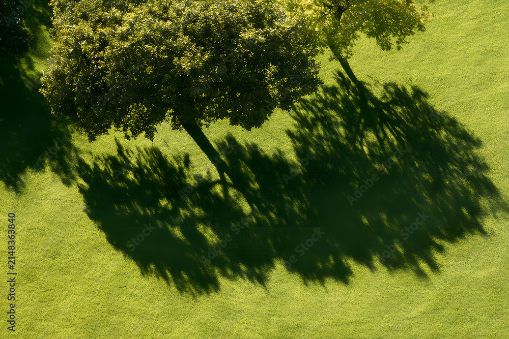 Obraz premium The shadow of trees on the green grass of the park blends naturally with the sunny day, offering an aerial view.