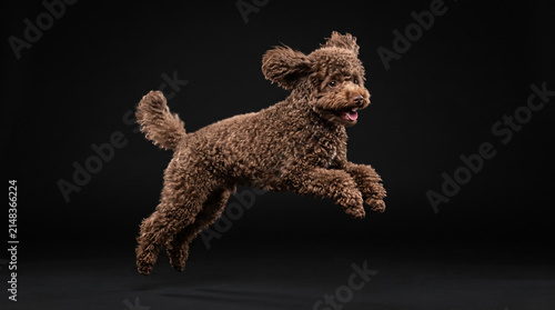 Brown poodle dog jumping in mid-air against black background.