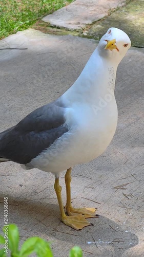 A close up shot of a solitary seagull with white and grey feathers standing on ground during the daytime.