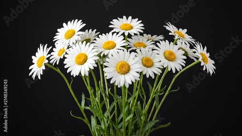 Bunch of White Daisy Flowers Against a Solid Black Background
