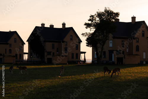 Bild auf Leinwand Deer herd grazing on lawn in front of old brick buildings