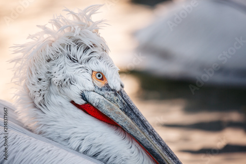 Fotografie Extreme close-up portrait of a Dalmatian pelican (Pelecanus crispus) at Lake Kerkini, Greece