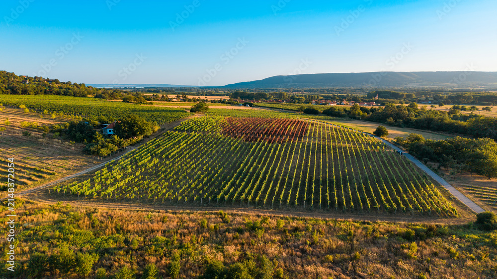Obraz premium Aerial view of rectangular vineyard with green and reddish rows. Neatly ordered vines stretch across the rural landscape under a clear blue sky.