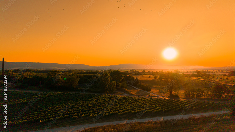 Obraz premium Aerial landscape of vineyard with sun on horizon. Warm evening light illuminates the countryside as birds fly across the sky.