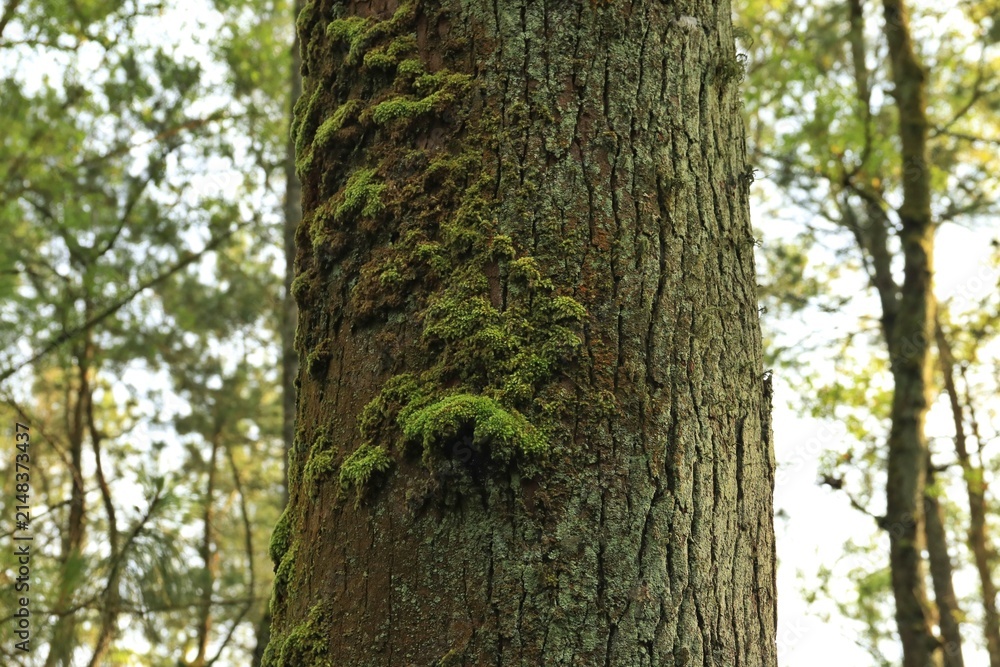 Obraz premium Trunk of a pine tree with mosses growing on its bark surface in the middle of forest, suitable for natural content background or wallpaper
