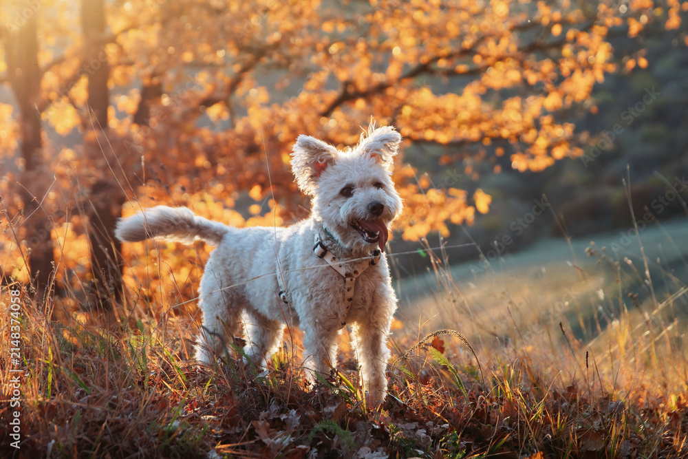 Naklejka premium White pumi dog having fun on autumn field.