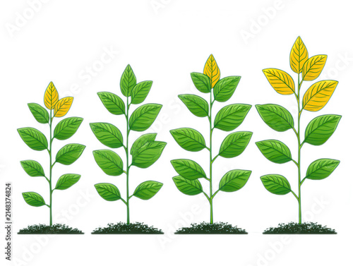 Stages of plant growth illustration on white background