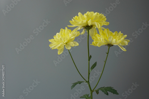 Yellow chrysanthemum on a grey background. Minimal floral composition for bouquets, floral arrangements, and elegant design