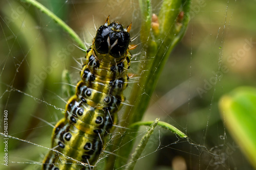 Macro of a box tree caterpillar