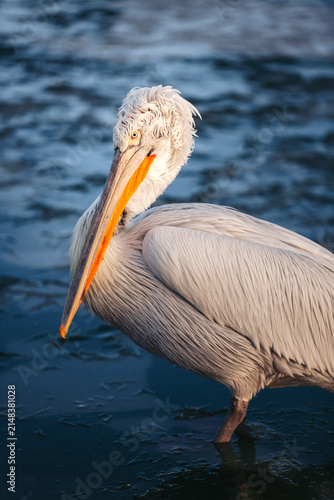 Foto Extreme close-up portrait of a Dalmatian pelican (Pelecanus crispus) at Lake Kerkini, Greece