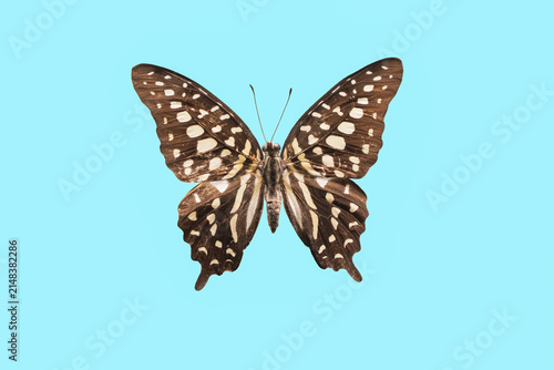 Isolated macro photo of Graphium Agamemnon butterfly on light blue background.