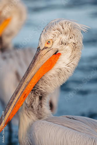 Fotografie Extreme close-up portrait of a Dalmatian pelican (Pelecanus crispus) at Lake Kerkini, Greece