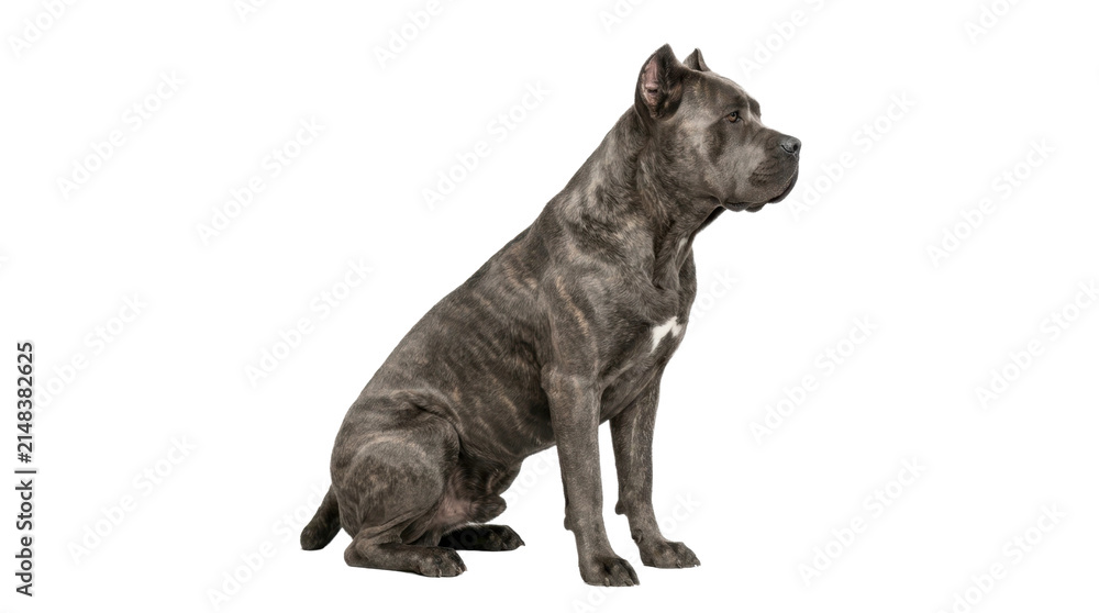 Fototapeta premium Cane Corso dog sitting in profile on a transparent background PNG file