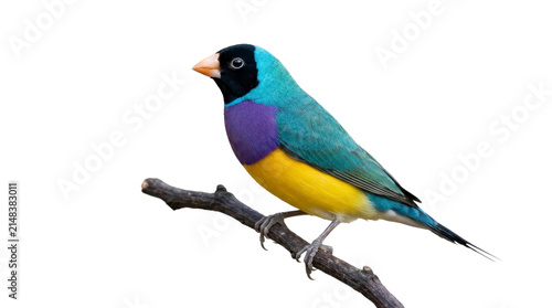 Gouldian finch perched on a wooden branch PNG image on a transparent background