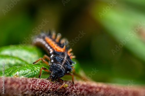 Macro of a lady beetle Larva