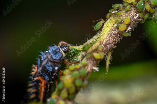Macro of a lady beetle Larva