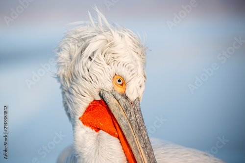 Canvas Print Extreme close-up portrait of a Dalmatian pelican (Pelecanus crispus) at Lake Kerkini, Greece