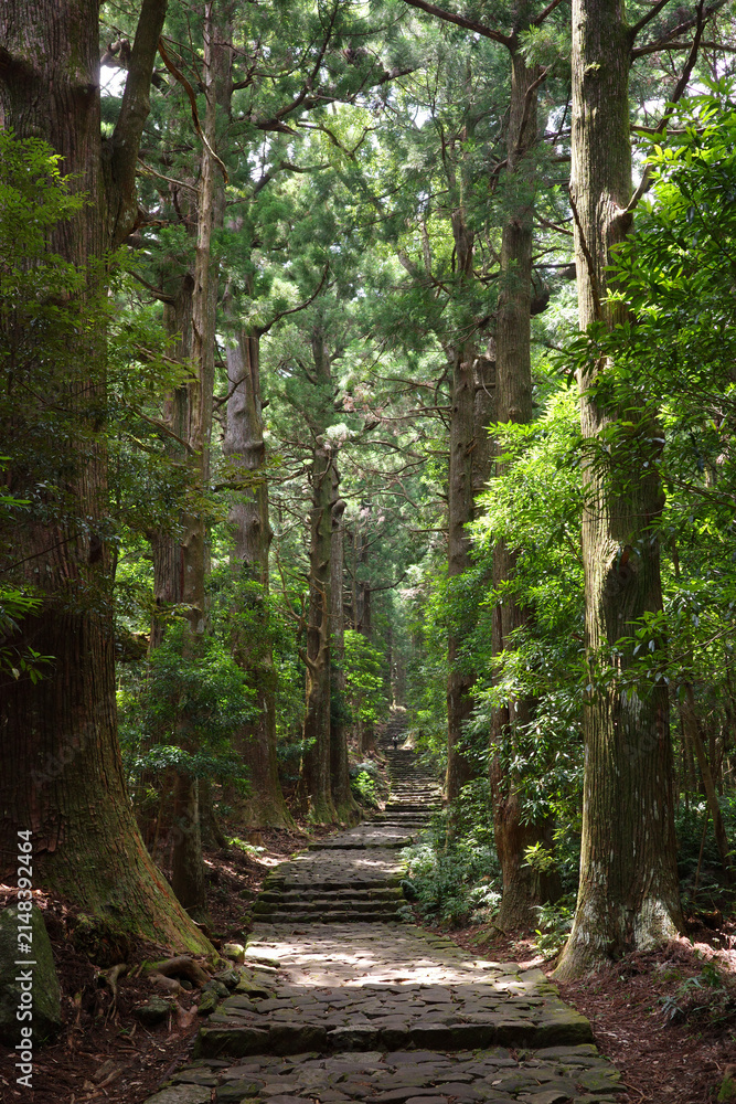 Fototapeta premium Cobblestone Path Lined with Giant Cedar Trees on Kumano Kodo