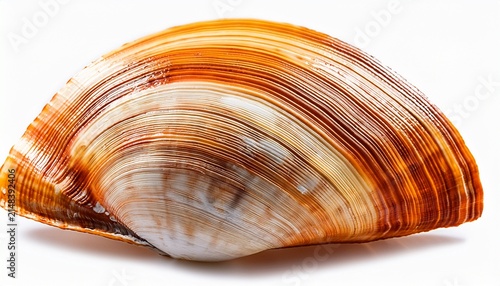 Obraz na płótnie Pecten Sea Shell Cut Out