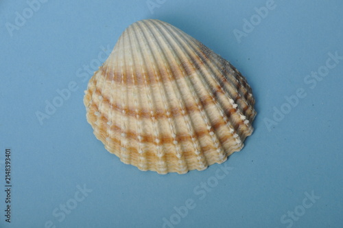 shell on a blue background