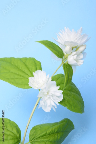 Syringa studio shot