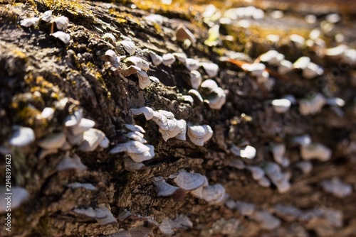 фотографія Close-up view of white bracket fungi and green moss growing on a fallen tree log in a sunny forest