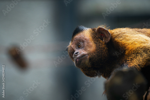 Photography Black-capped Capuchin Face Close-up at Beijing Zoo