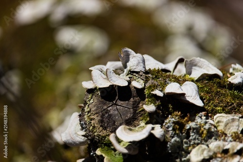 Konstfotografi Close-up view of white bracket fungi and green moss growing on a fallen tree log in a sunny forest