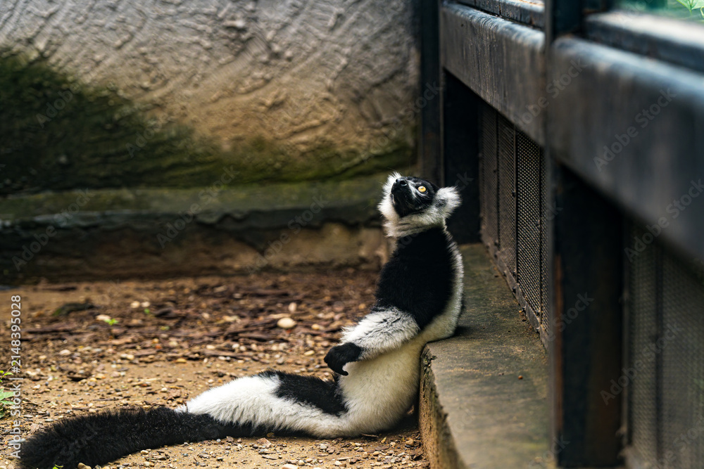 Fototapeta premium Relaxed Ruffed Lemur at Beijing Zoo