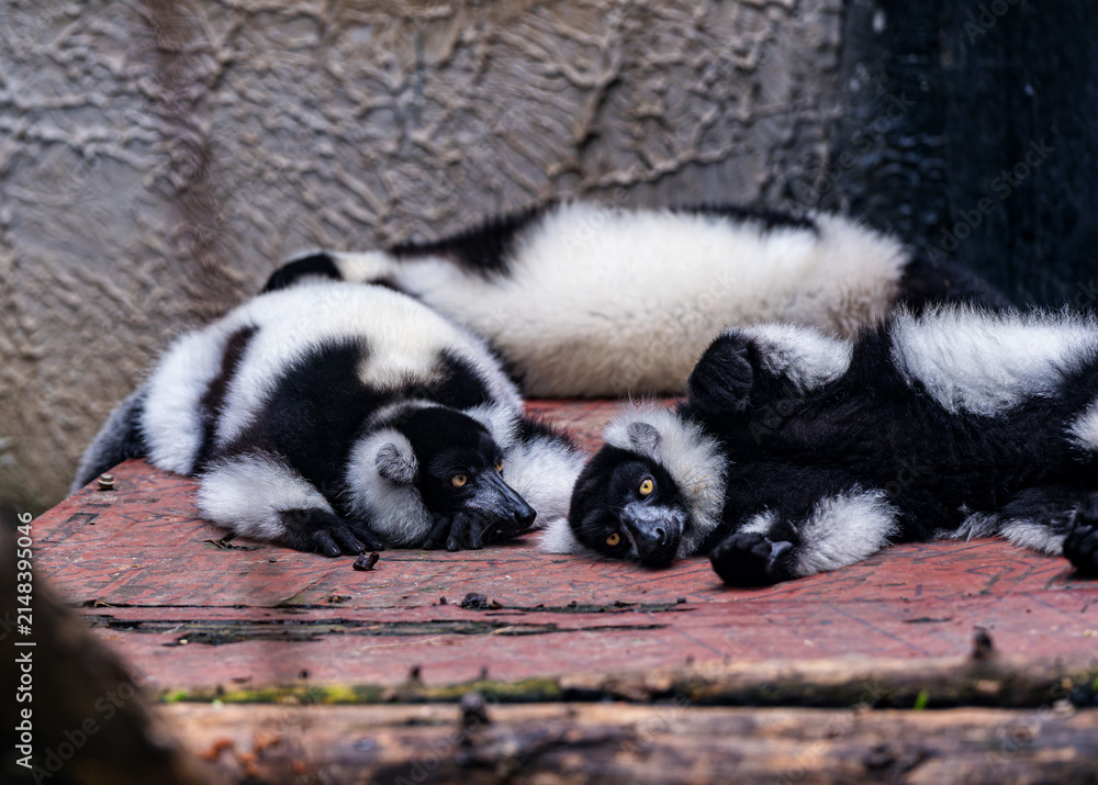 Fototapeta premium Ruffed Lemur Looking Up in Beijing Zoo