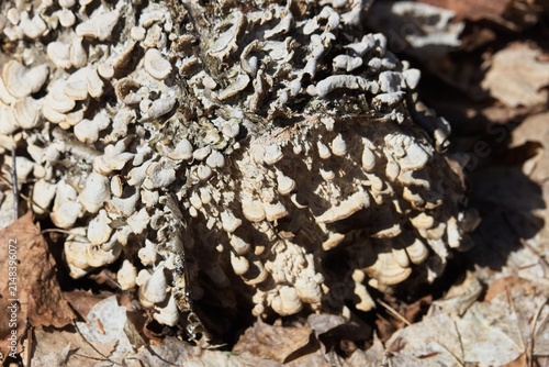 Foto Close-up view of white bracket fungi and green moss growing on a fallen tree log in a sunny forest