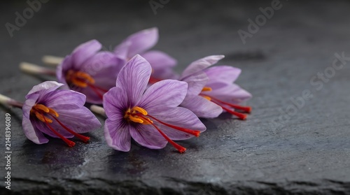 Purple saffron flowers with red stigmas on dark slate surface.