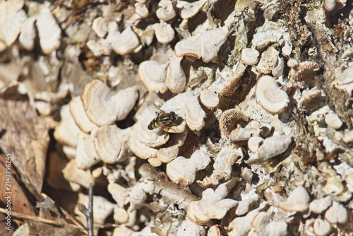 Fotografía Close-up view of white bracket fungi and green moss growing on a fallen tree log in a sunny forest