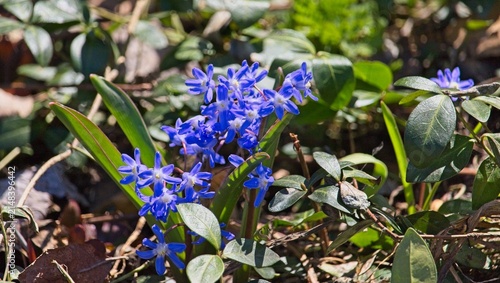 Vibrant blue Siberian squill wildflowers blooming on the forest floor during early spring, surrounded by green leaves and sunlight.