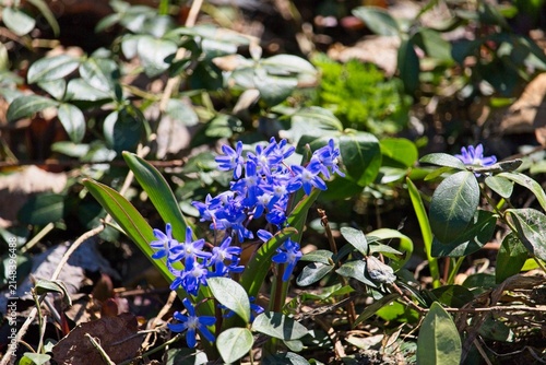 фотографія Vibrant blue Siberian squill wildflowers blooming on the forest floor during early spring, surrounded by green leaves and sunlight