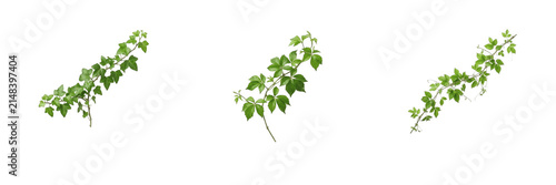 Set of three green ivy vine branches isolated on a white background. Fresh climbing ivy foliage twigs collection, ideal for botanical designs, organic patterns, spring decor, eco elements, and graphic